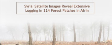 Syria_Satellite-Images-Reveal-Extensive-Logging-in-114-Forest-Patches-in-Afrin