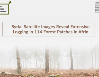 Satellite Images Reveal Extensive Logging in 114 Forest Patches in Afrin report
